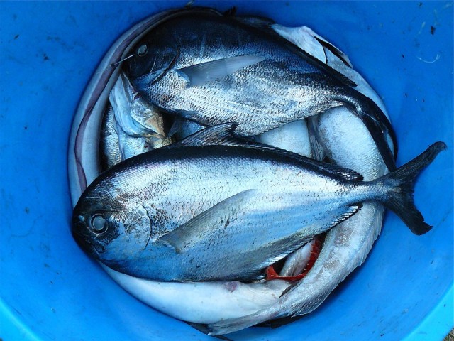 В Югре запретили ловить рыбу