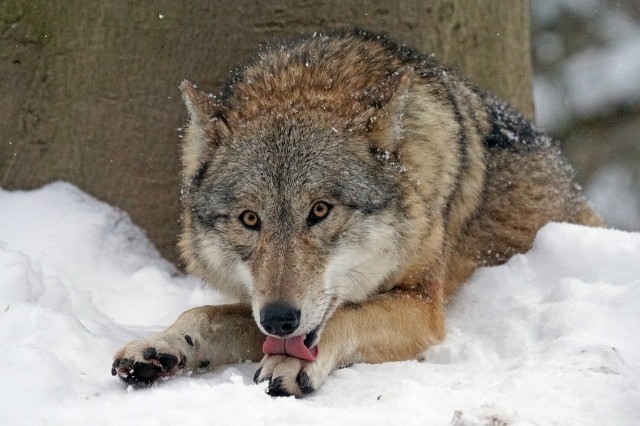 В Омской области волков стало втрое больше