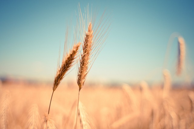 На полях Омской области возникло опасное для зерна явление