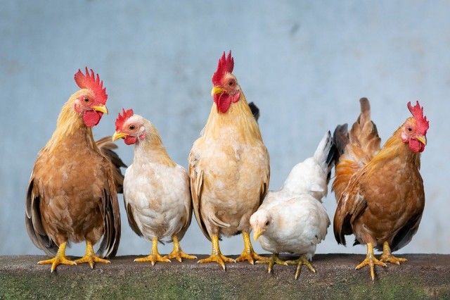 Под Вологдой птицефабрика вызвала ажиотаж у жителей распродажей куриц
