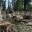 В Сургутском районе сильнейший ветер повалил деревья и сломал ограды на кладбище