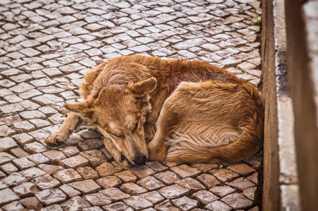 В Пыть-Яхе построят приют для бездомных животных