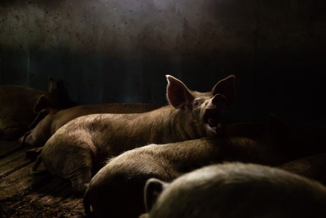 ​В Нягани обнаружены ещё 7 свиней, заражённых африканской чумой