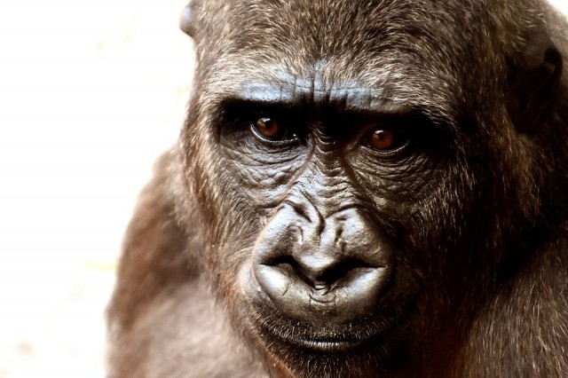В Сочи на пожилых приматах провели опыты по профилактике постковидных осложнений