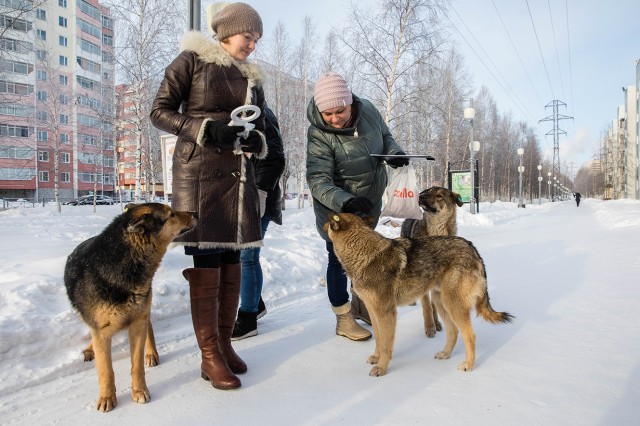 В Сургутском районе начали сканировать бродячих собак