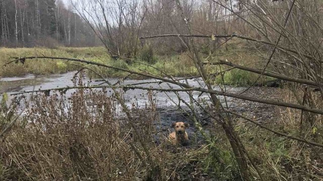 В Нижневартовске спасатели помогли собаке, увязшей в болоте