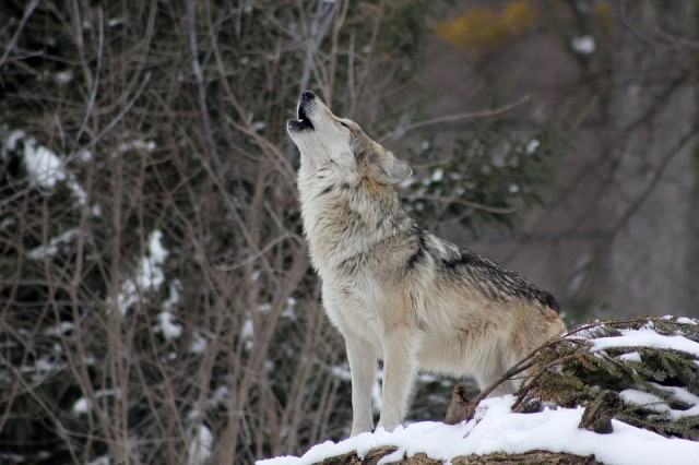 ​В частном секторе Югорска волки загрызли овчарку