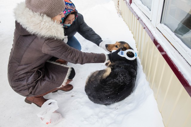 В Сургутском районе начали сканировать бродячих собак