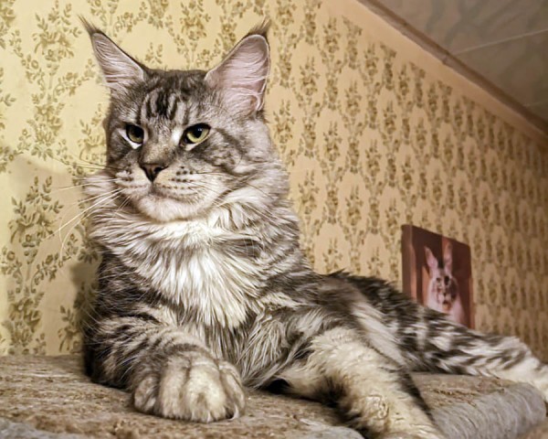 Магаданка просит о помощи в сборе более 460 тысяч рублей на лечение кота