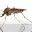 Учёный рассказал жалующимся екатеринбуржцам причину появления комаров в квартирах в октябре