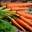 Почти в пять раз с начала года выросли цены на морковь в Липецкой области