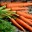 Цена на морковь в Астрахани достигла 150 рублей