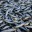 Массовой гибелью рыбы в водоёме в Курском районе занялась прокуратура области