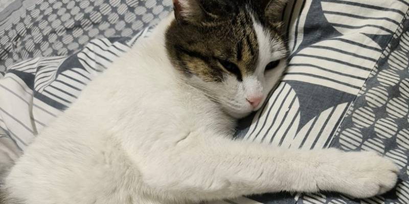 ​В ХМАО живодеры прострелили кошке шею, животное не выжило