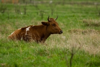 ​Вопрос с душком: жители Сытомино поругались из-за коров
