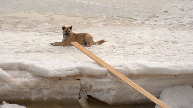 ​В ХМАО пытаются спасти собаку, которая неделю живет на льдине